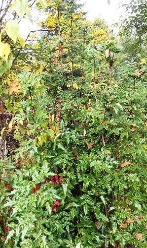 Oregon-Grape-root-Mahonia-aquifolium-Berberis-aquifolium
